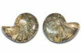 Jurassic Cut & Polished Nautilus (Cymatoceras) Fossil -Madagascar #365513-1